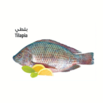 Tilapia