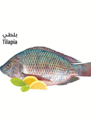 Tilapia